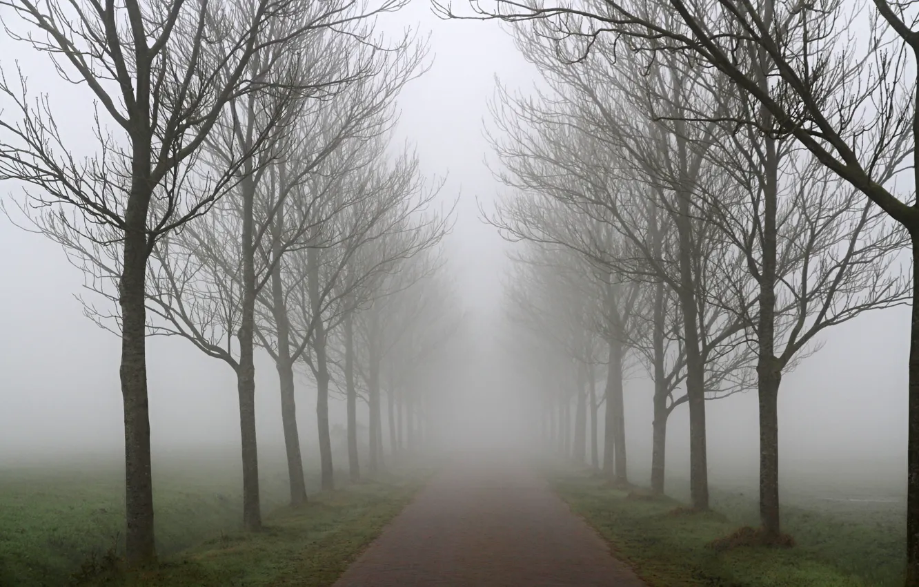 Photo wallpaper autumn, trees, fog, Road, a number