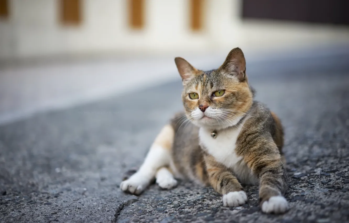 Photo wallpaper cat, background, street