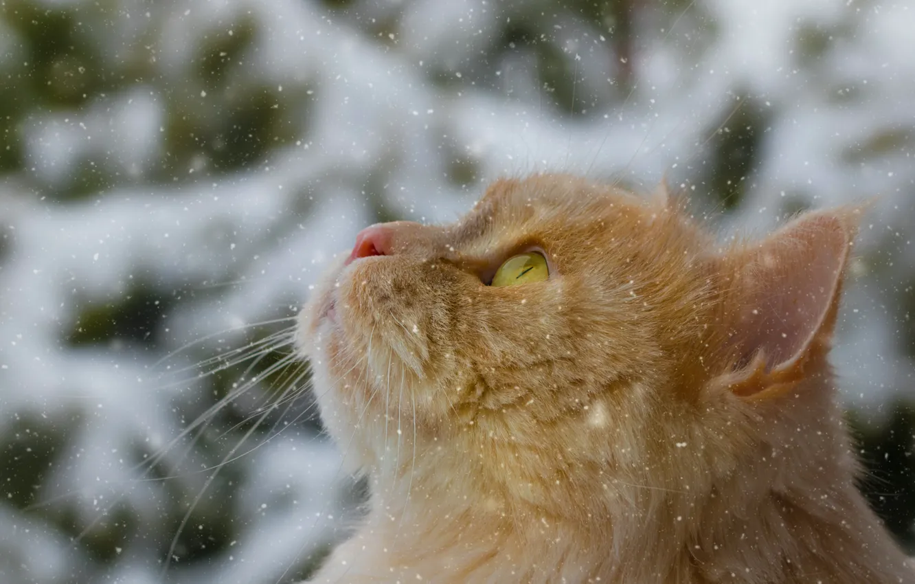 Photo wallpaper cat, cat, snow, red, muzzle, cat