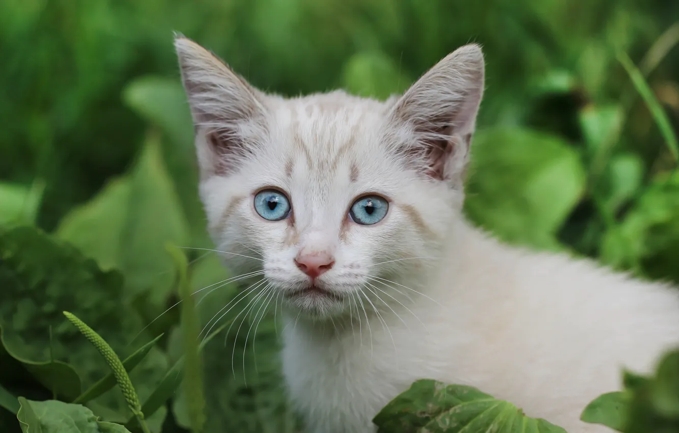 Photo wallpaper look, kitty, background, kitty