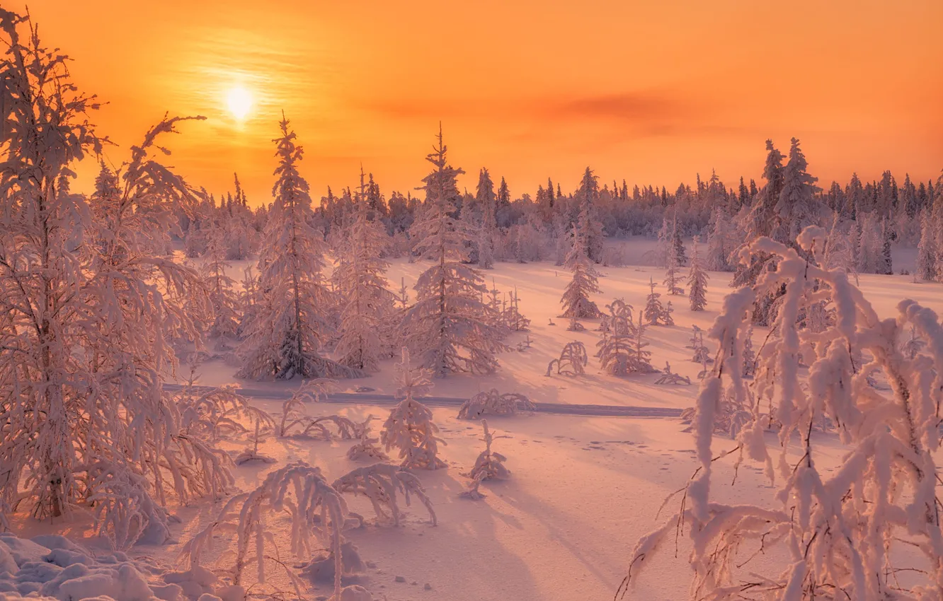 Photo wallpaper winter, frost, road, forest, the sky, the sun, snow, landscape