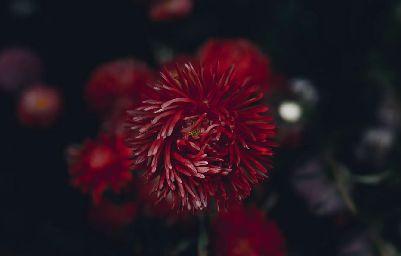 Photo wallpaper flowers, red, the dark background, petals, garden, bokeh, autumn, asters