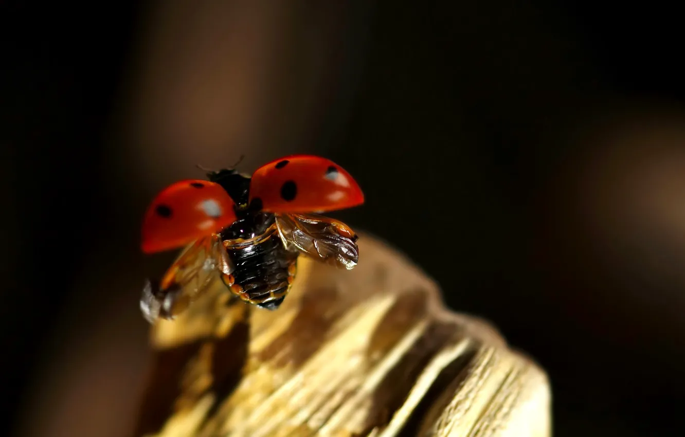Photo wallpaper flight, ladybug, beetle, insect