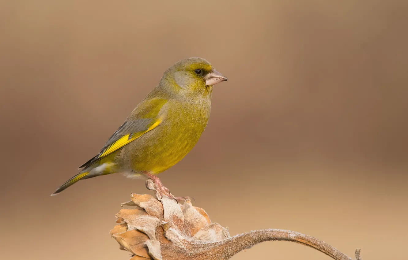 Photo wallpaper sunflowers, bird, bird