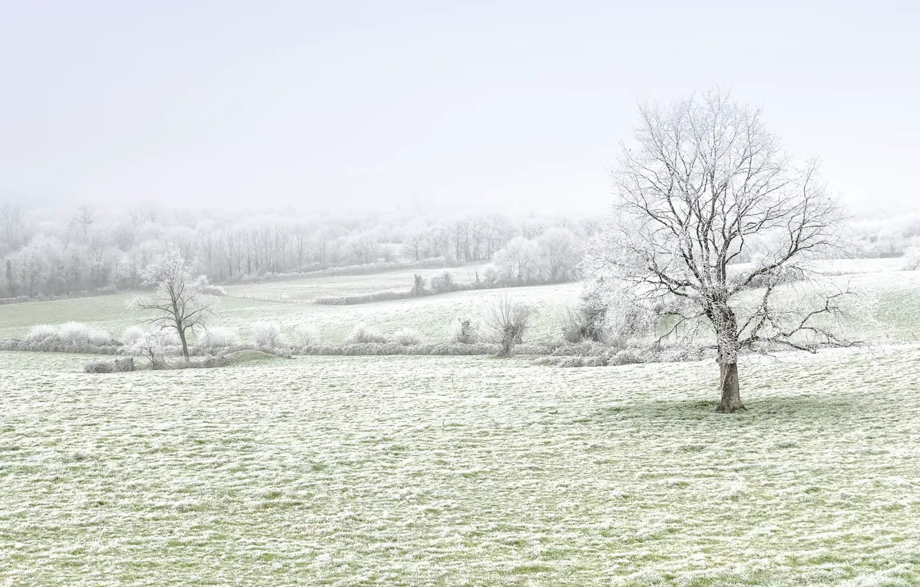 Photo wallpaper winter, frost, field, trees