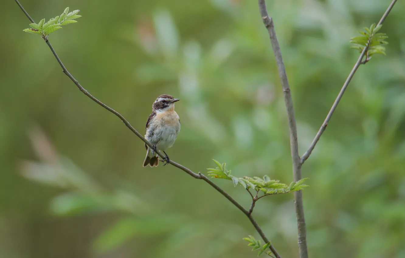 Photo wallpaper nature, bird, chekan lugovoy