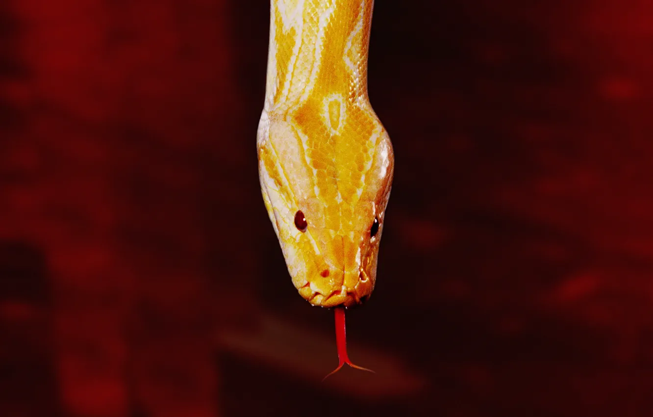 Photo wallpaper red, snake, yellow