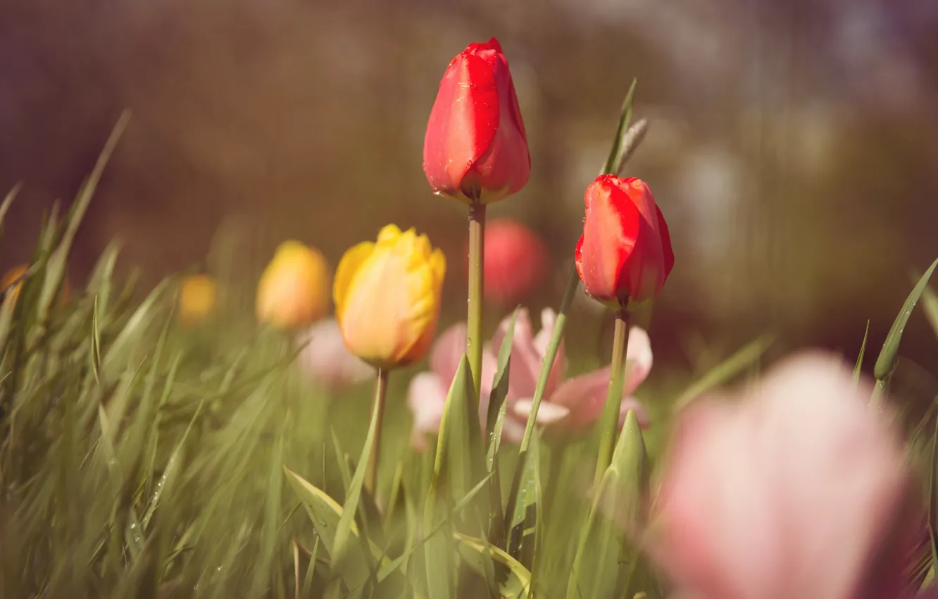 Photo wallpaper leaves, flowers, spring, yellow, tulips, red, pink, buds