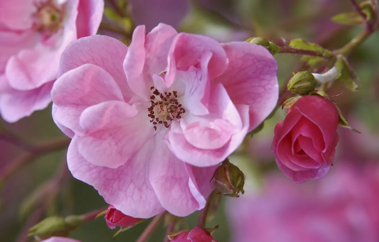 Photo wallpaper flowers, branches, briar, pink, buds