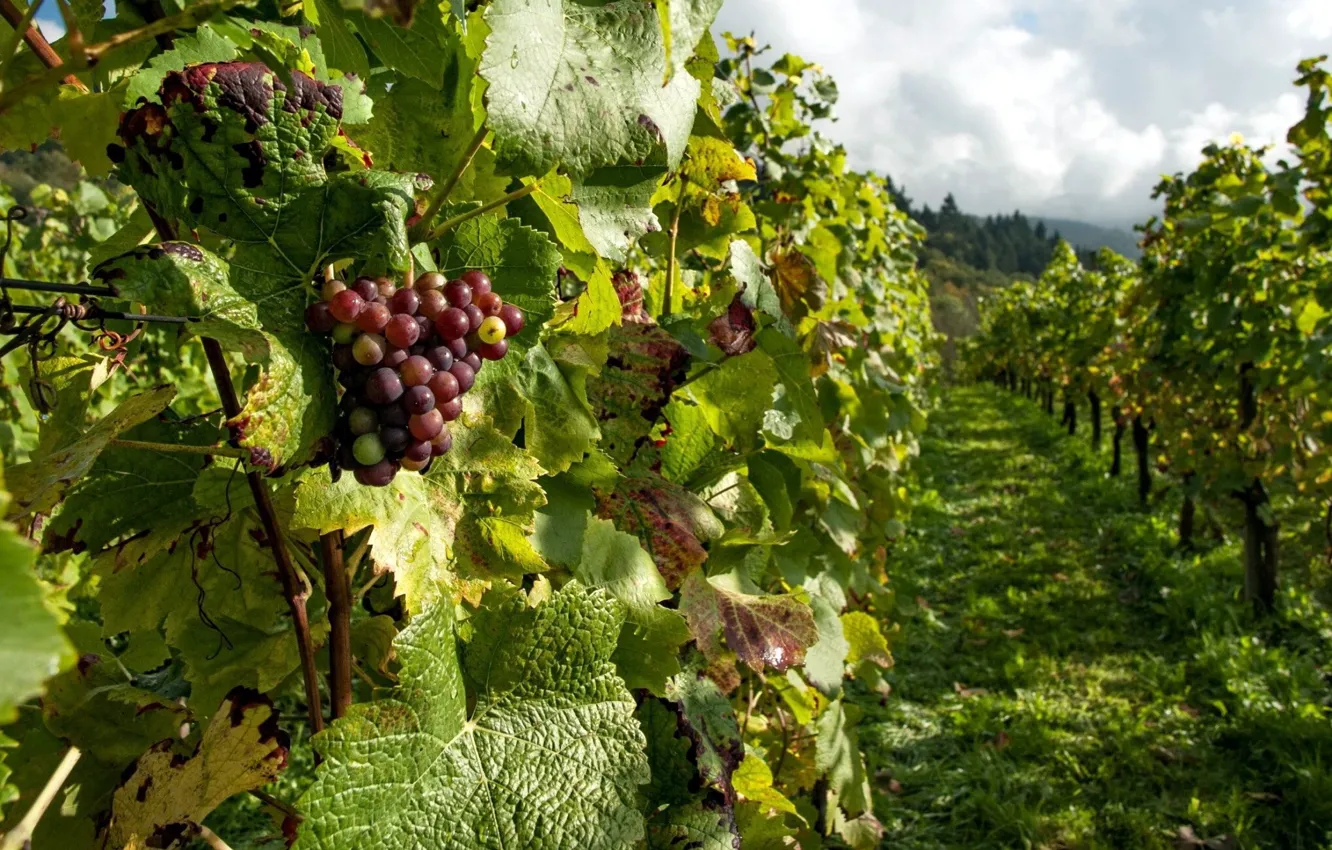 Photo wallpaper berries, grapes, vineyard