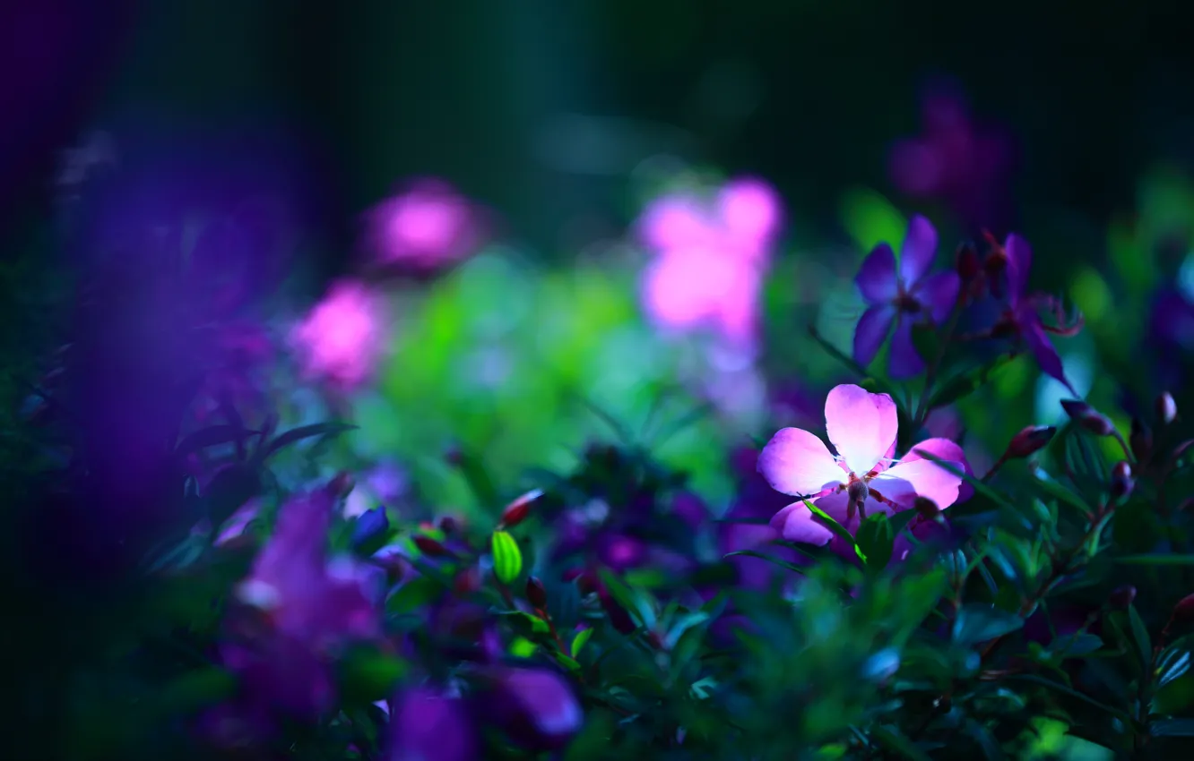 Photo wallpaper greens, flowers, the dark background, bright, purple, flowers, lilac