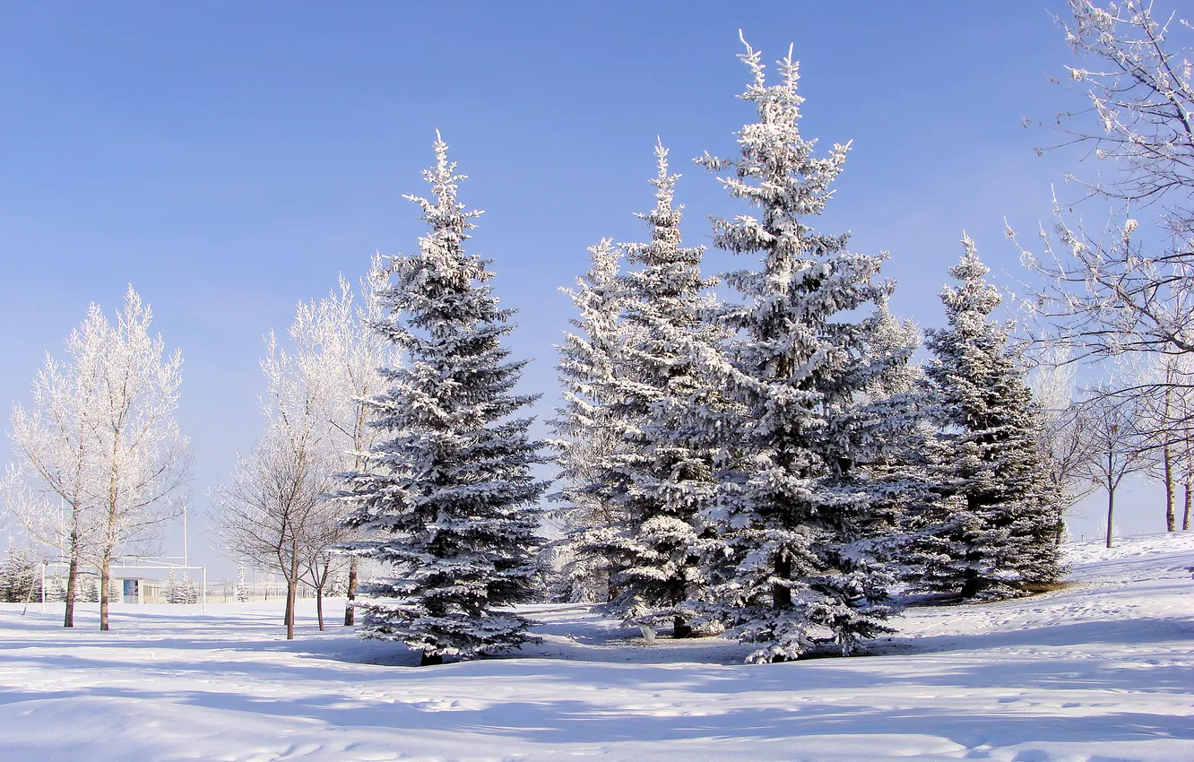 Photo wallpaper winter, frost, forest, snow, trees, in the snow, ate, the snow