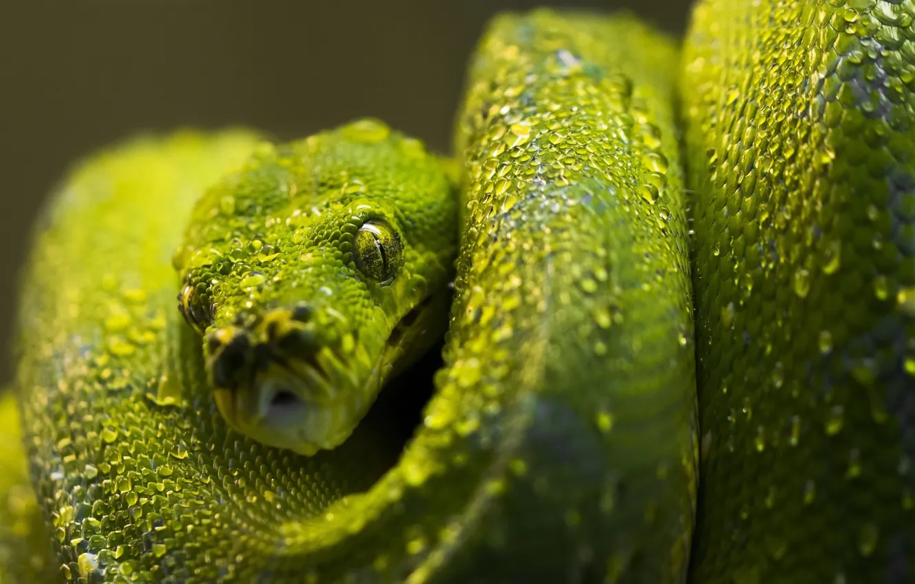 Photo wallpaper green, snake, scales, Python