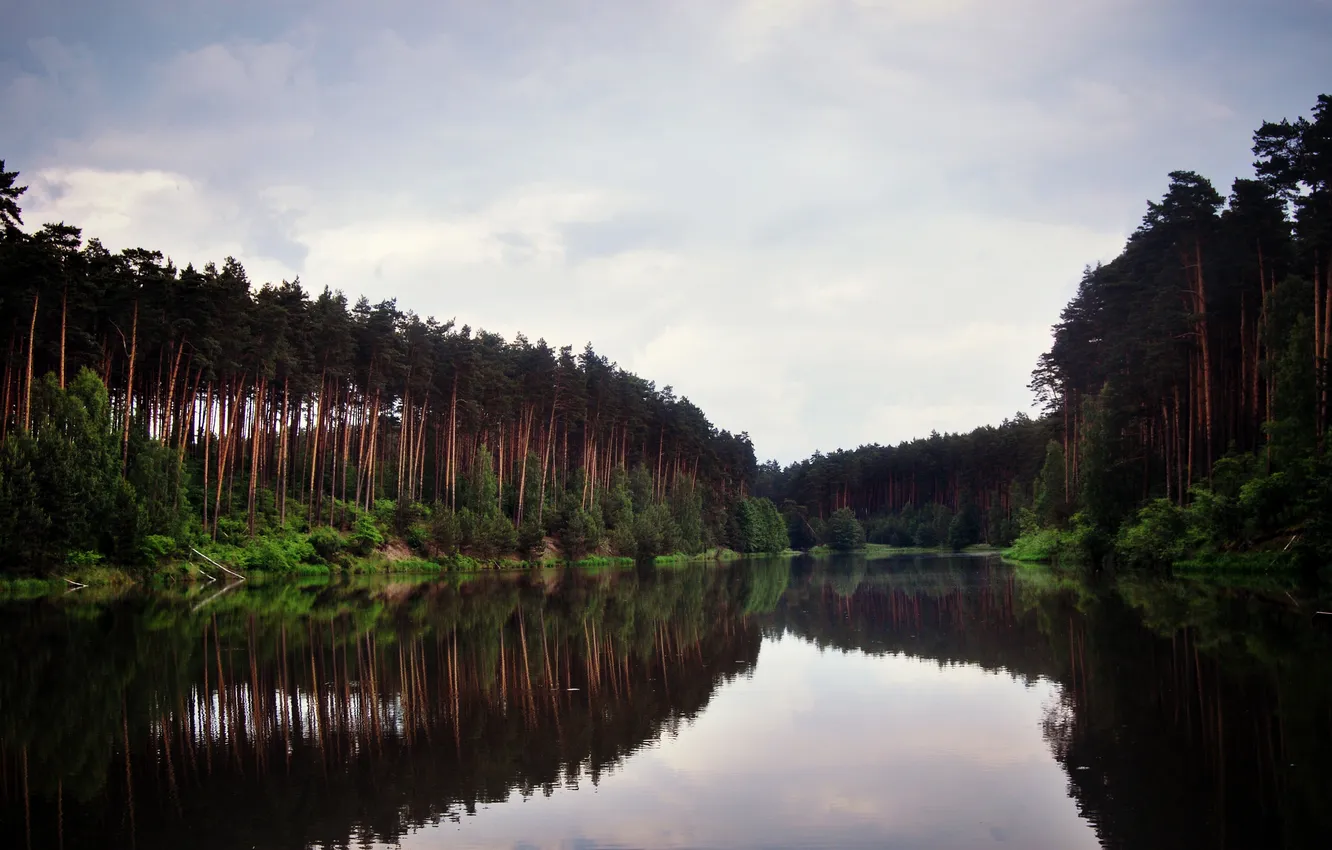 Photo wallpaper forest, the sky, trees, reflection, swamp