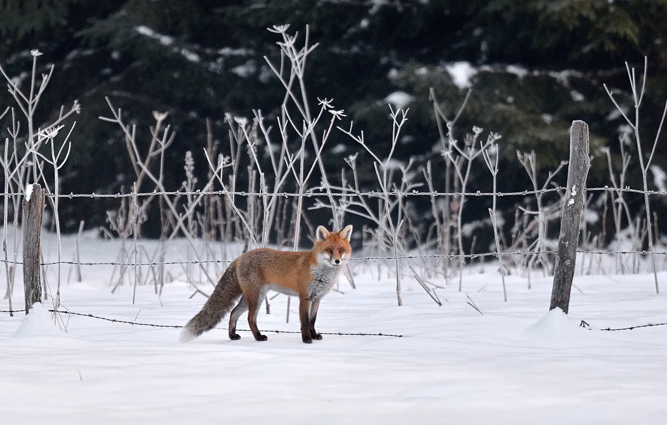 Photo wallpaper fox, winter, snow, fence, wildlife, hunting