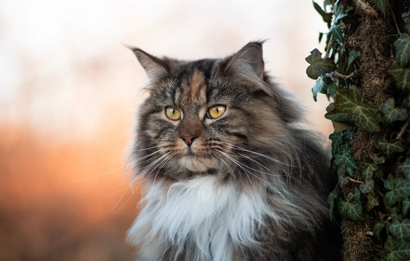 Photo wallpaper cat, cat, look, trees, pose, grey, portrait, face