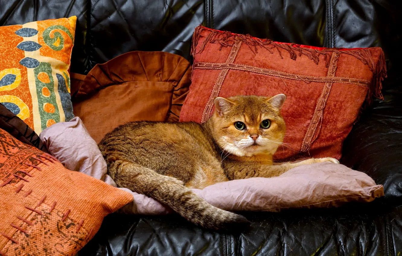 Photo wallpaper cat, pillow, handsome