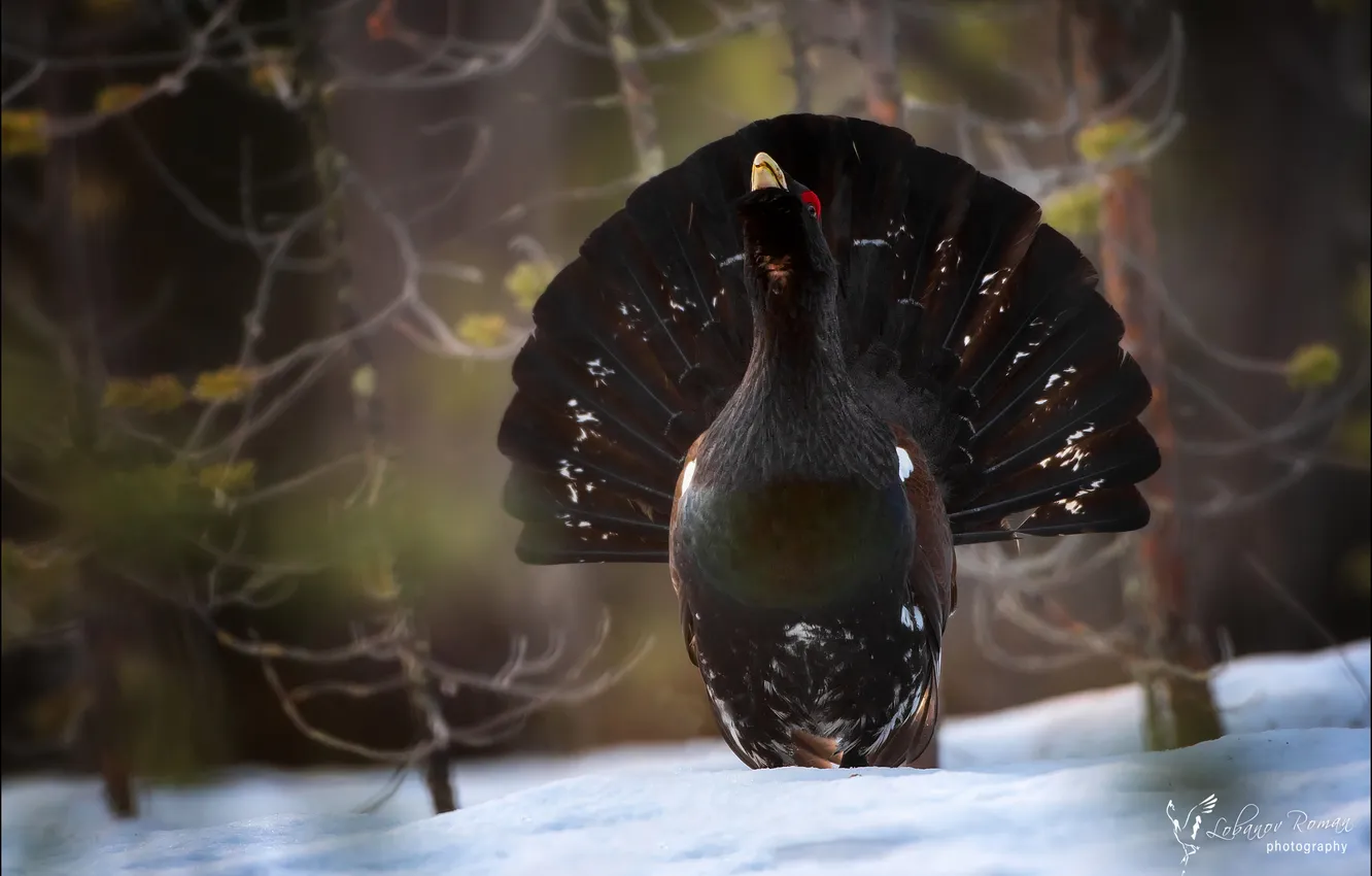 Photo wallpaper winter, snow, bird, bokeh, grouse, Lobanov Roman