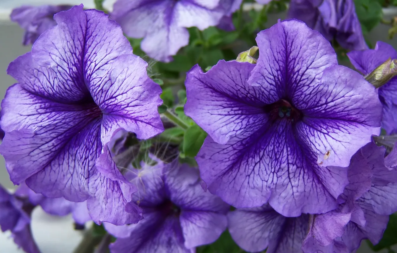 Photo wallpaper macro, flowers, purple, petunias, Meduzanol ©