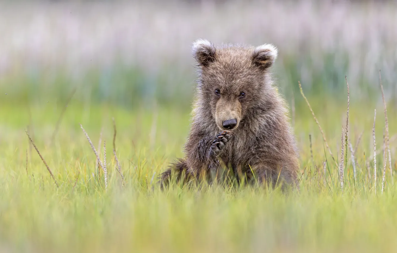 Photo wallpaper paws, bear, sitting