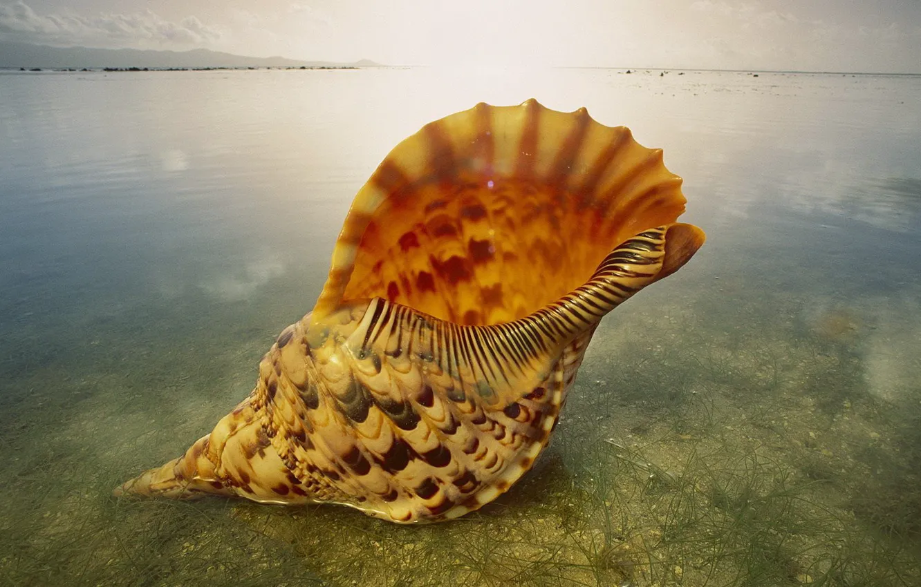 Photo wallpaper water, transparent, large, shell
