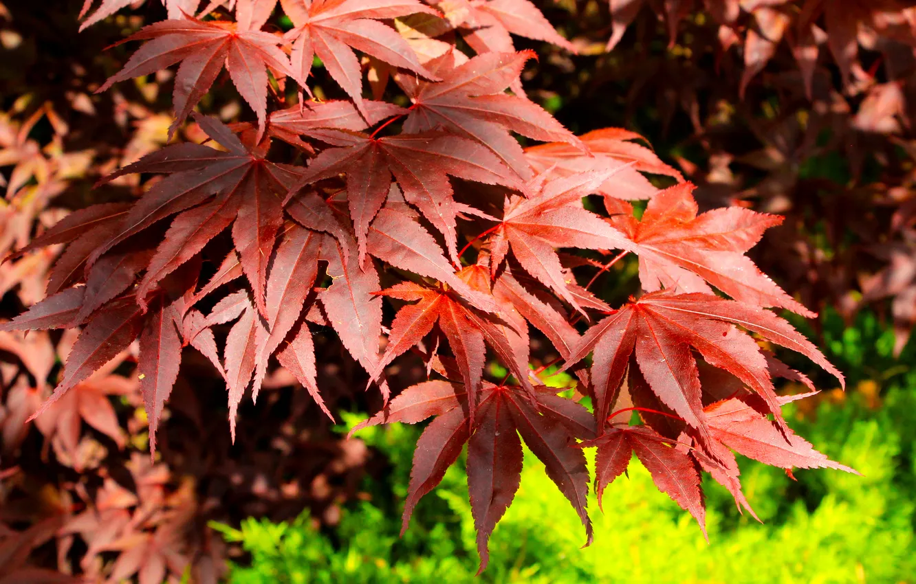 Photo wallpaper red, tree, leafs, twig