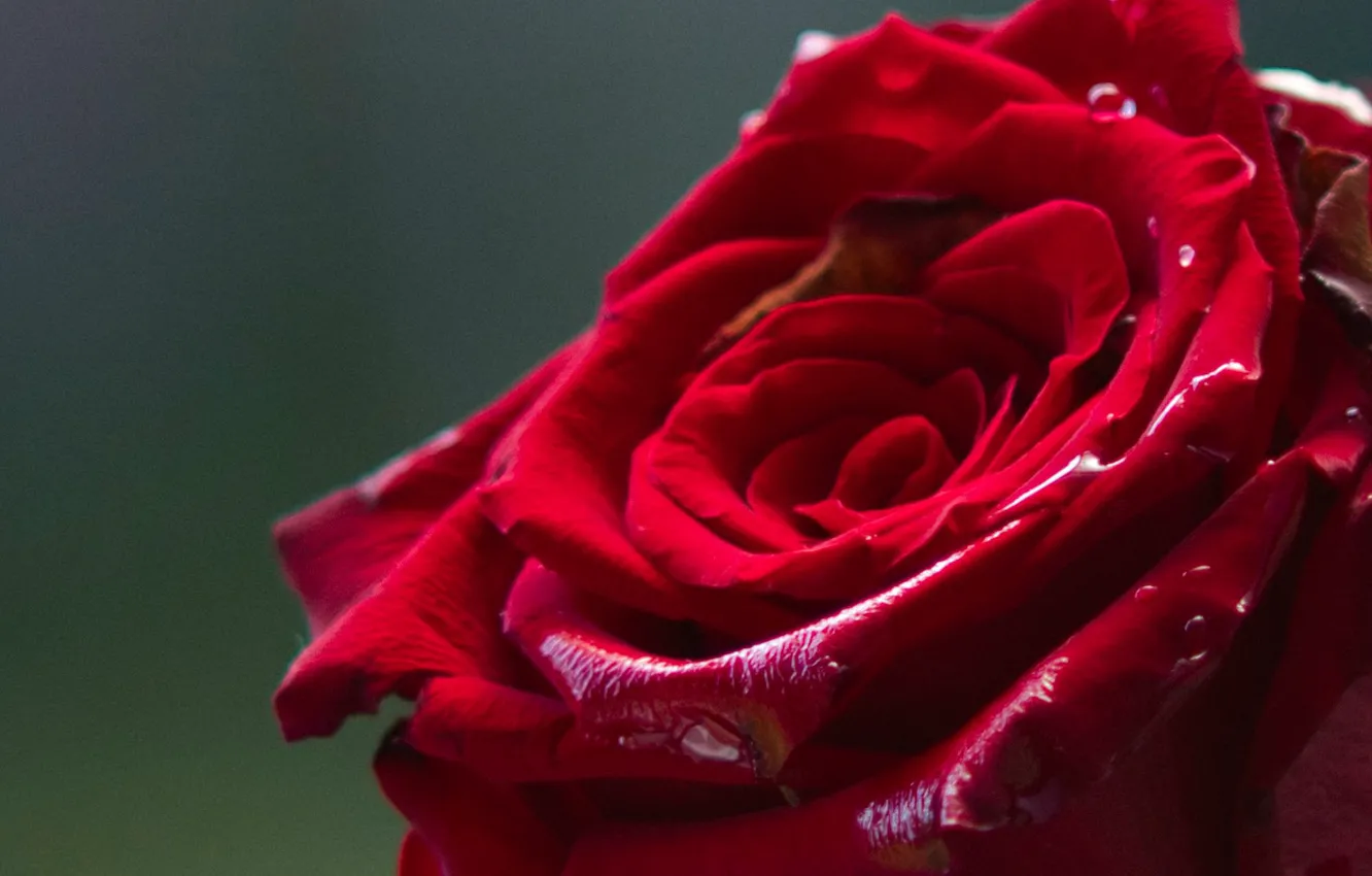 Photo wallpaper drops, macro, close-up, red, background, roses