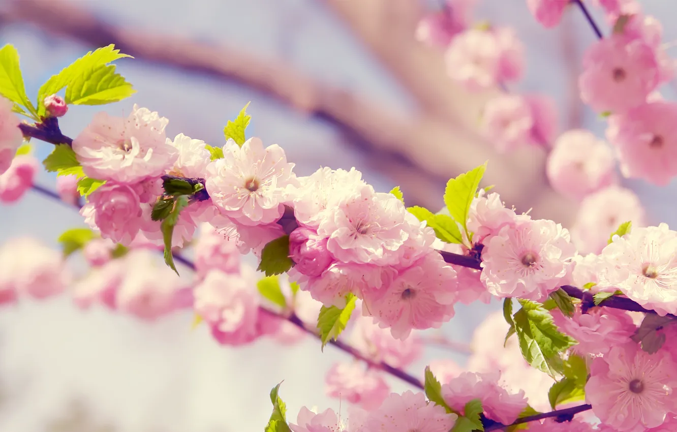 Photo wallpaper flowers, spring, petals, Sakura, flowering, cherry.branch