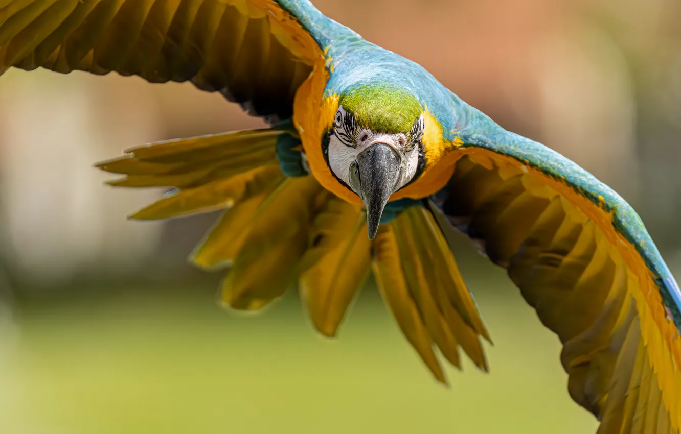 Photo wallpaper flight, background, bird, wings, beak, parrot, Blue-and-yellow macaw