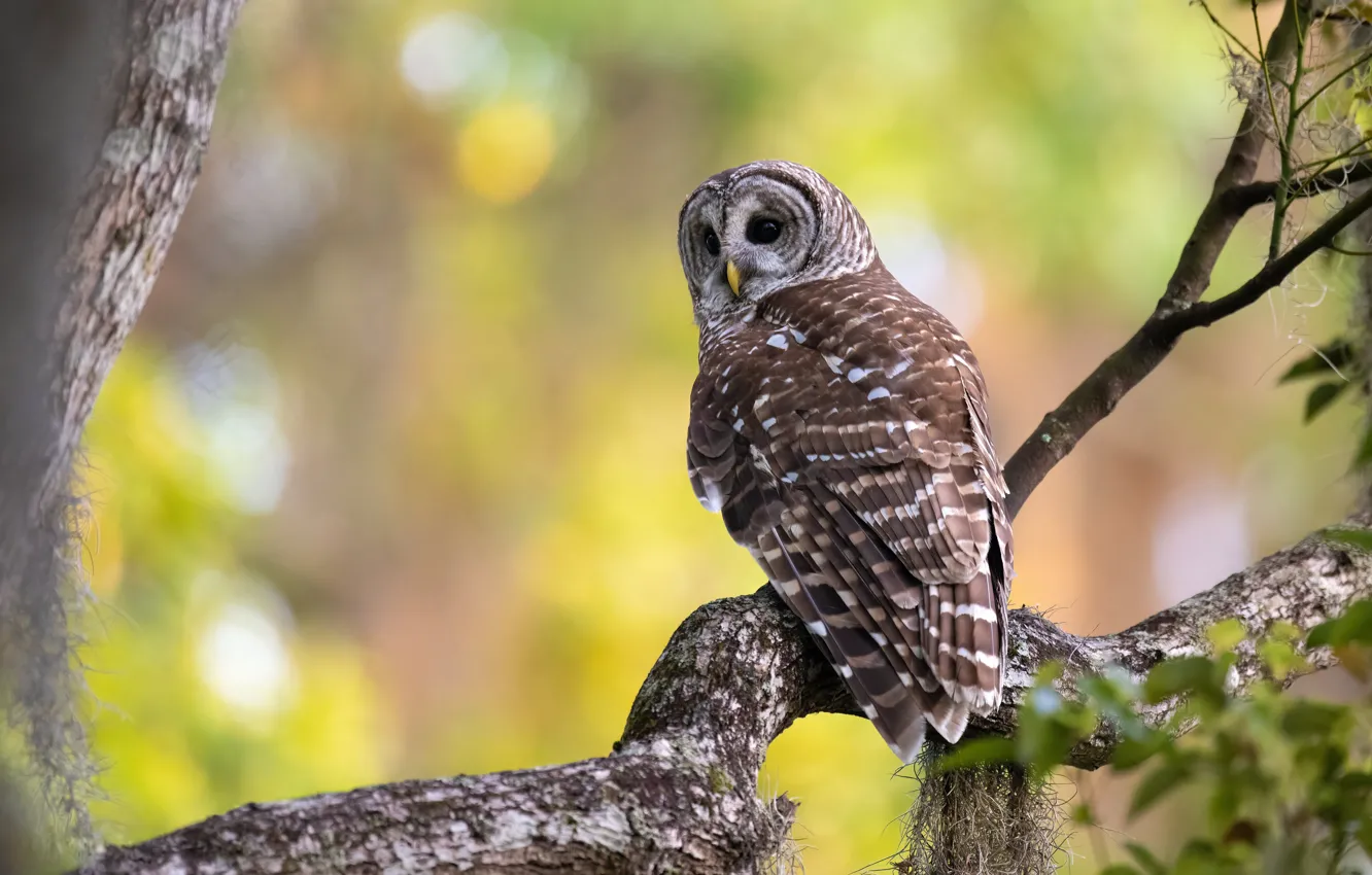 Photo wallpaper branches, owl, bird, foliage, yellow background, bokeh, owl