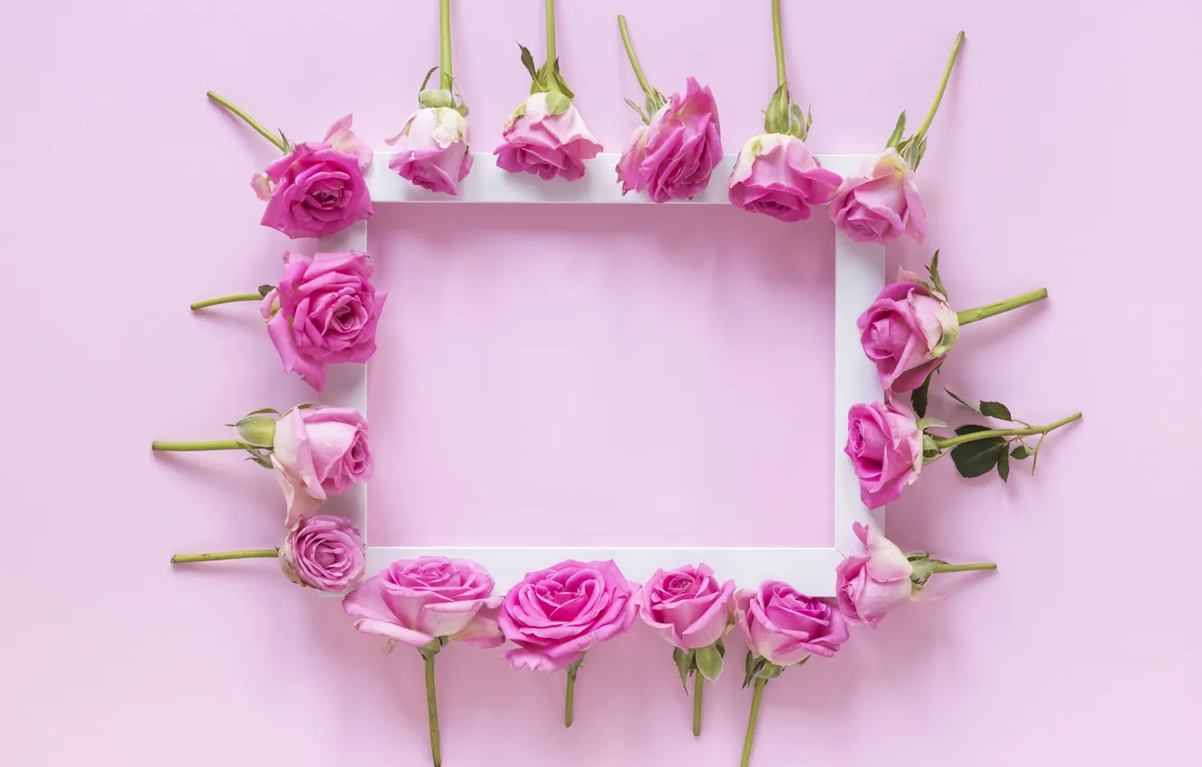 Photo wallpaper flowers, background, roses, frame, buds, pink, flowers, roses
