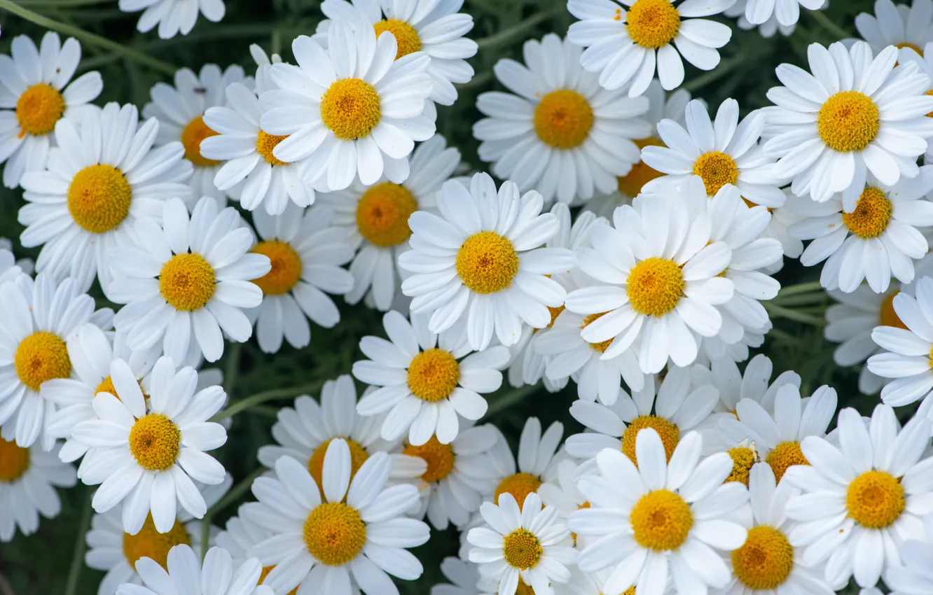 Photo wallpaper flowers, chamomile, white, the bushes, a lot, leucanthemum