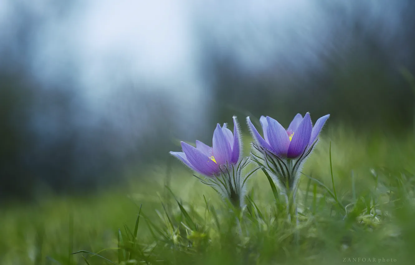 Photo wallpaper grass, spring, anemones, sleep-grass