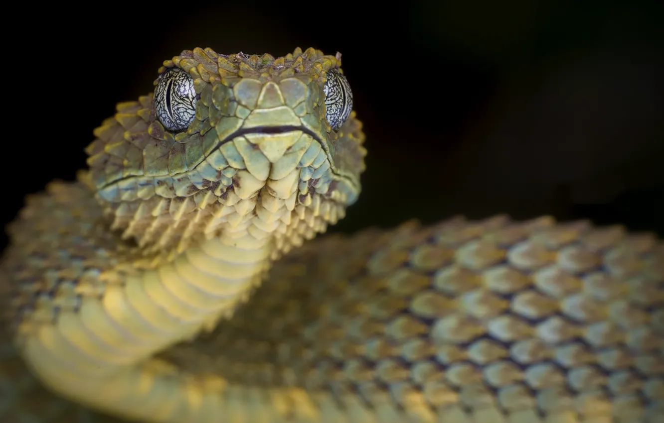 Photo wallpaper nature, rough wood Viper, Atheris Squamigera