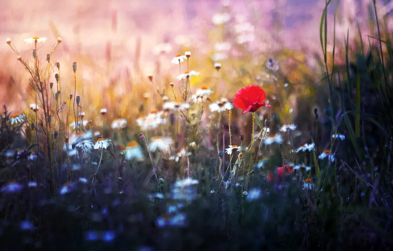 Photo wallpaper grass, flowers, nature