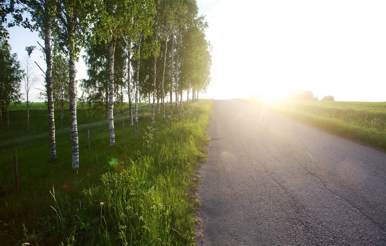 Photo wallpaper road, light, landscape, birch