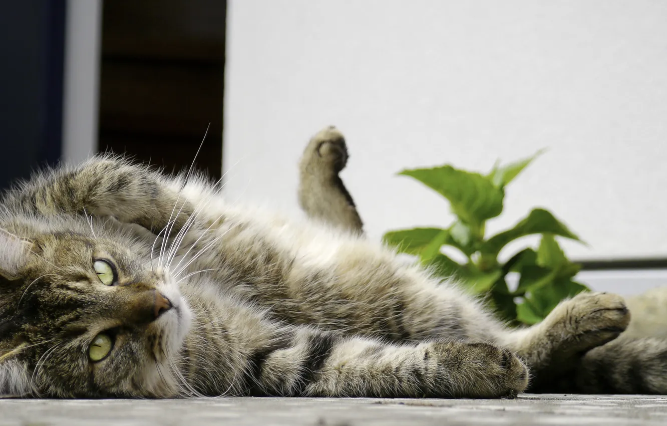 Photo wallpaper cat, cat, stay, street, plant, lying