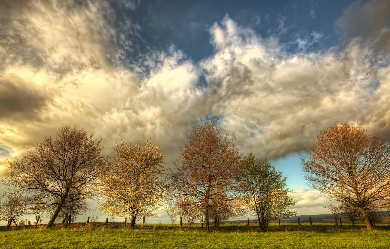 Photo wallpaper field, the sky, clouds, trees, nature, spring