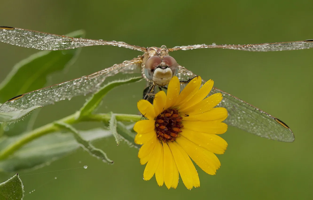 Photo wallpaper macro, flowers, dragonfly, wings
