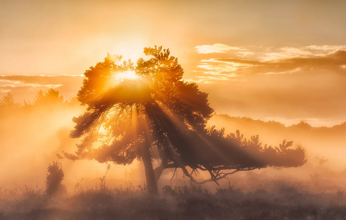 Photo wallpaper light, trees, stream, silhouette