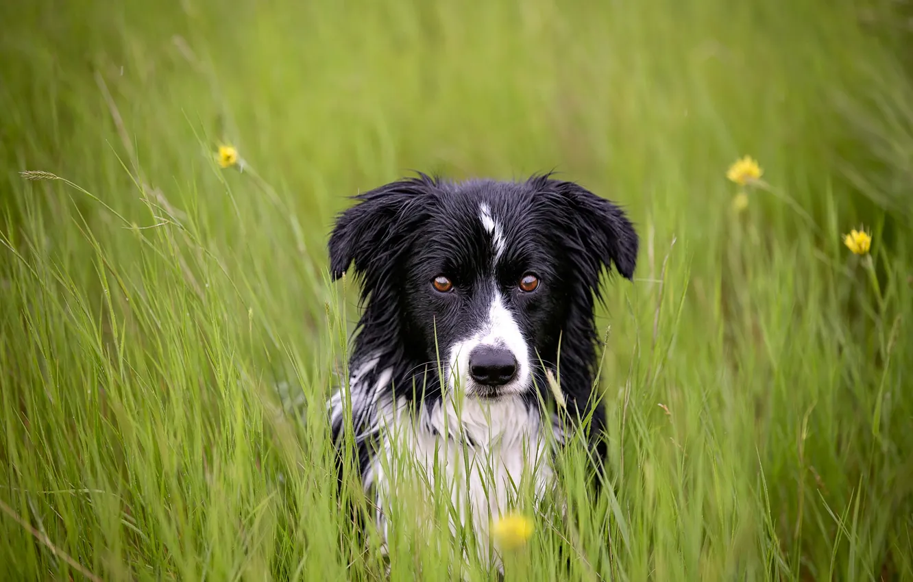 Photo wallpaper grass, look, each, dog