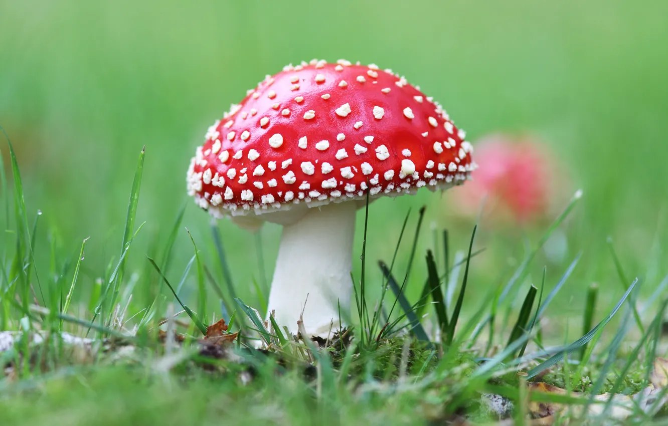 Photo wallpaper red, background, mushroom, mushroom