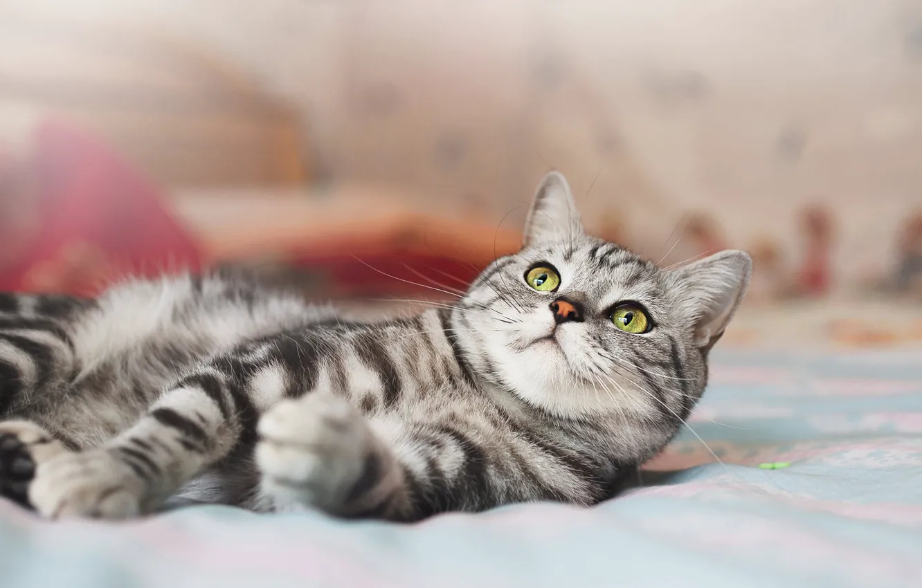 Photo wallpaper cat, cat, look, bed, lies, face, bokeh, Scottish