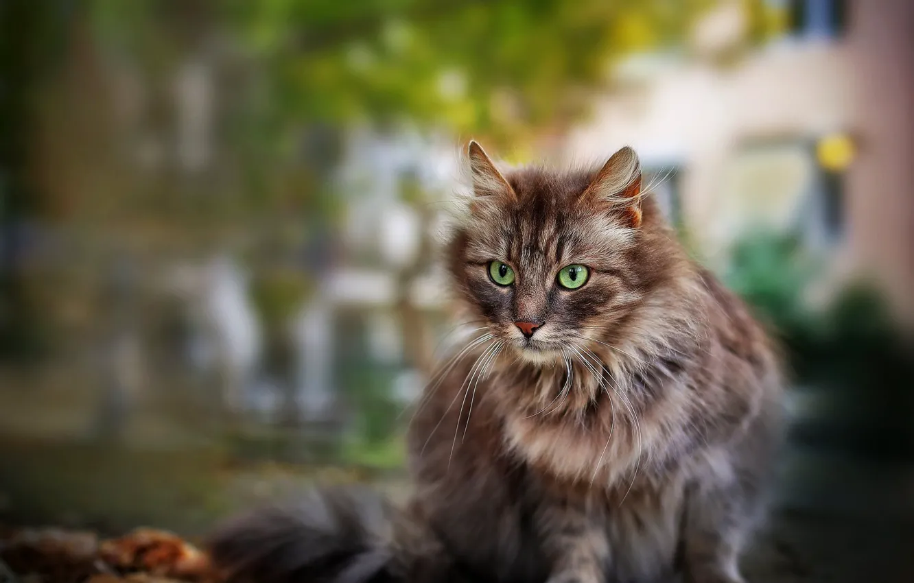Photo wallpaper cat, cat, sitting
