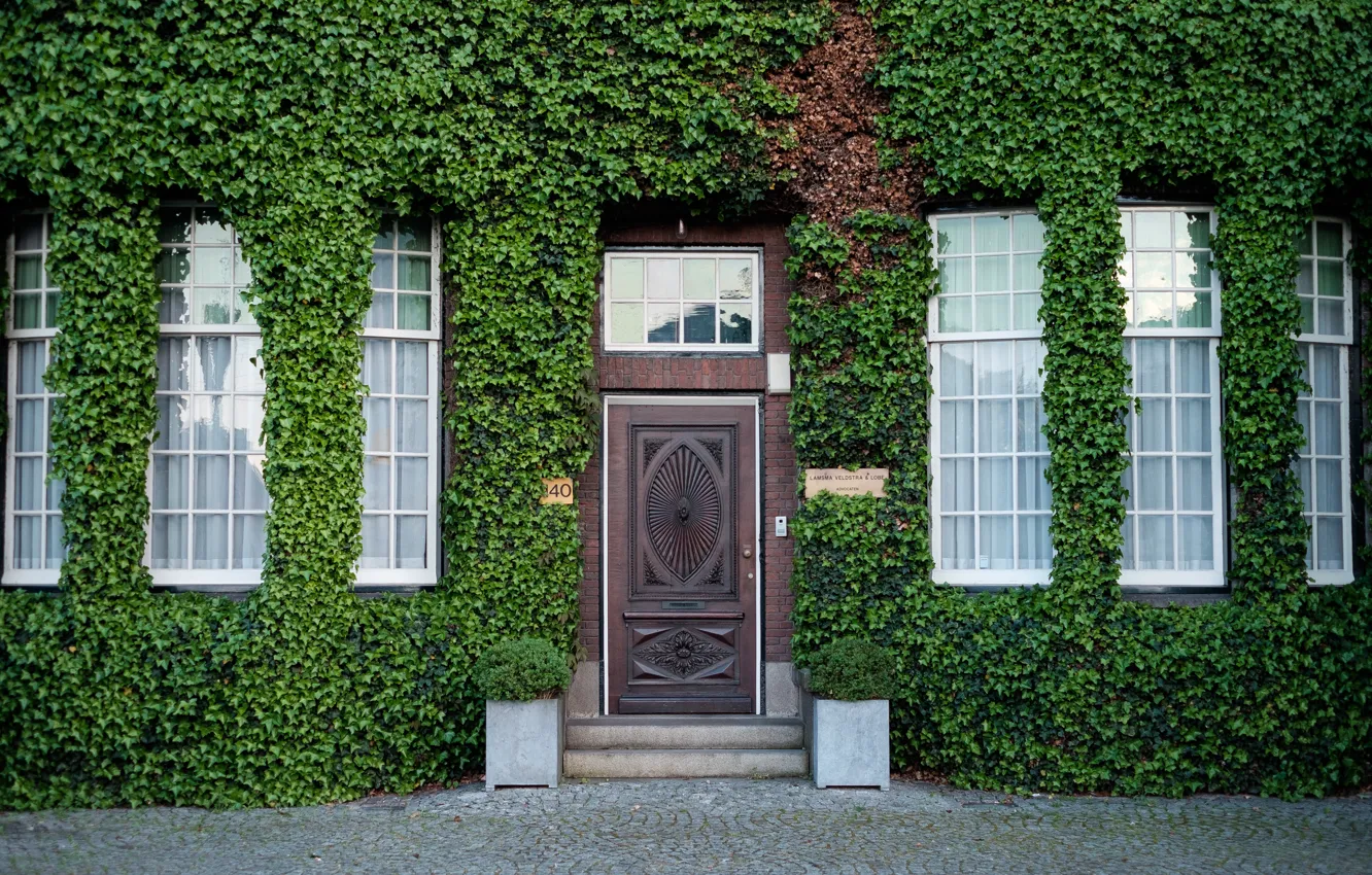 Photo wallpaper greens, the city, street, home, the door, Netherlands, facade, entrance, vine, Netherlands, Rotterdam, landscaping, Westzeedijk …