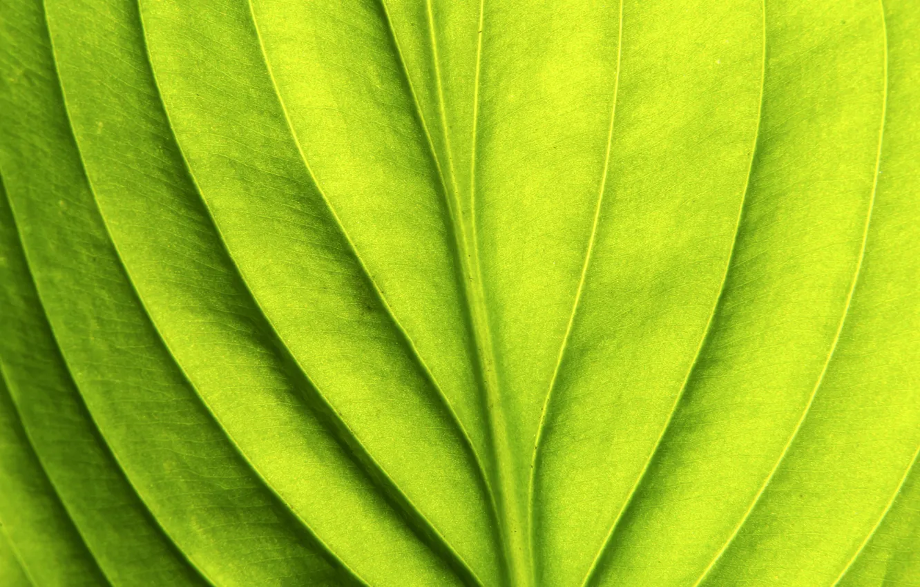 Photo wallpaper green, pattern, leaf