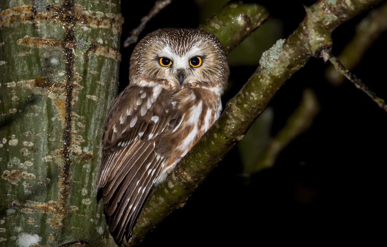 Photo wallpaper nature, bird, Northern Saw-Whet Owl
