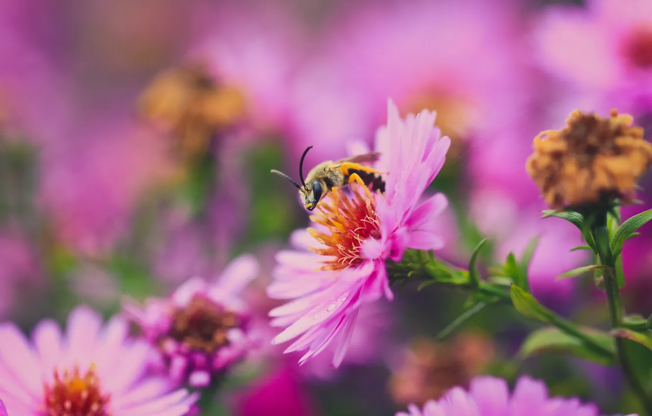 Photo wallpaper flower, macro, nature, bee