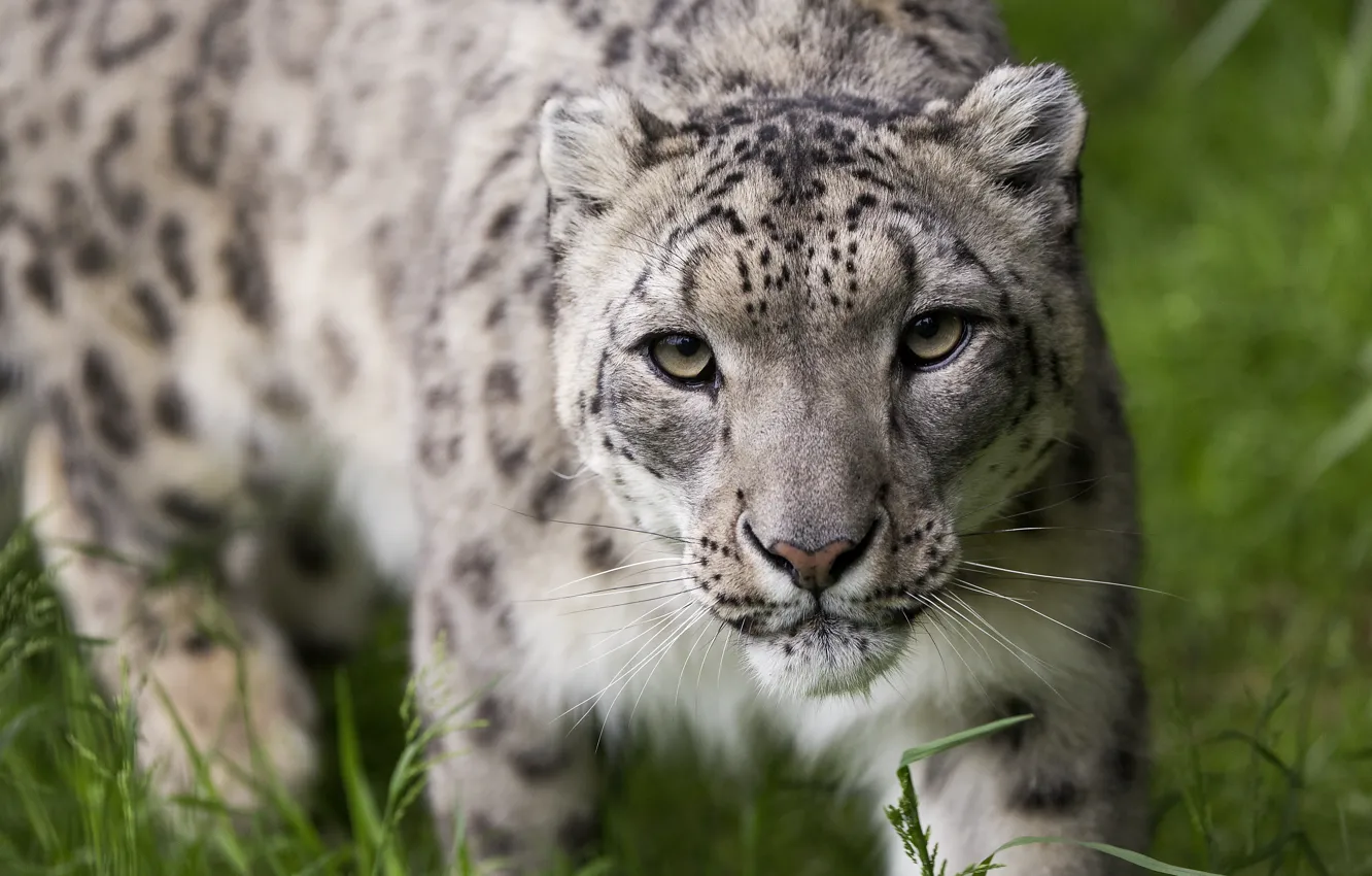 Photo wallpaper face, portrait, IRBIS, snow leopard