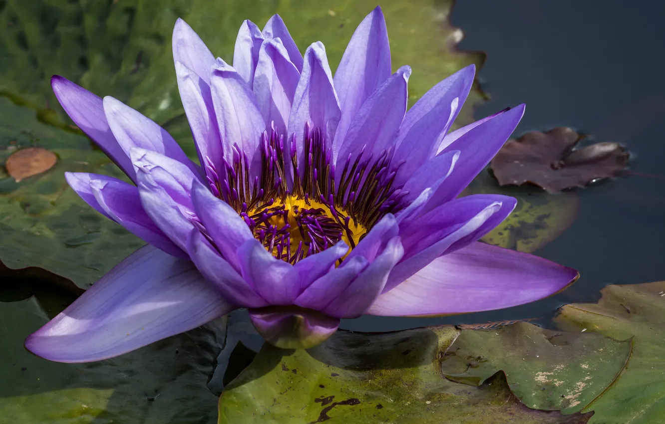 Photo wallpaper flower, purple, water lilies